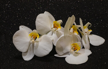 Naklejka na ściany i meble white flowers orchid on black background