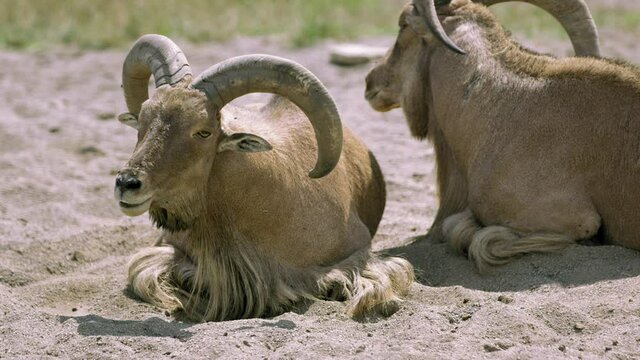 Barbary sheep swatting flies away from face with ears on hot summer day