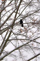 Bird at snow winter day: the Rook (Corvus frugilegus) on the tree. Vertical image.