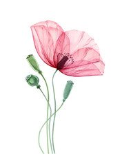 Watercolor Poppy flower. Elegant pink flower with green stems. Floral artwork with detailed petals. Realistic botanical illustration