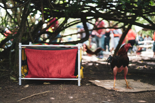 Cuba Cockfight