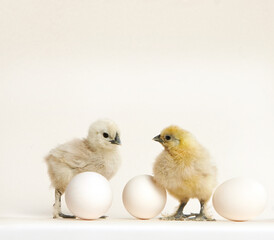 Adorable little newborn chicks on a white background with eggs