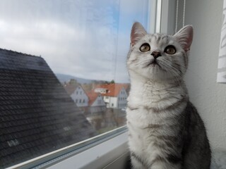 Katze / Cat
