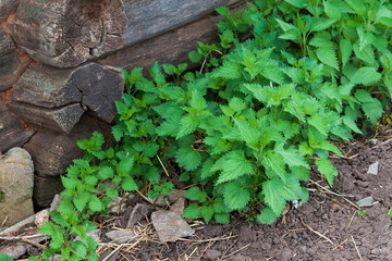Dense thickets of nettles.