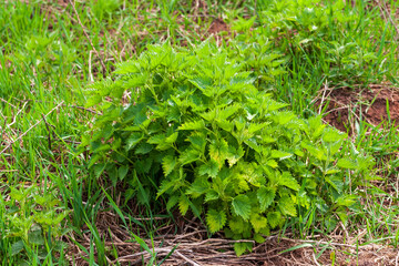 Dense thickets of nettles.