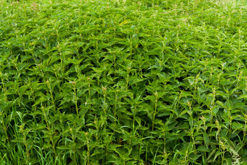 Dense thickets of nettles.