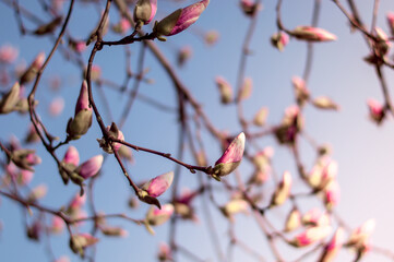 Closed buds of magnolia tree. Beautiful nature scenery in the blue sky.