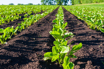 Fototapeta na wymiar Young sprouts of sugar beet on the field.