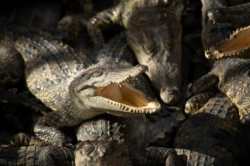 Asia crocodile is opening mouth sunbathe in crocodile farm Thailand Zoo