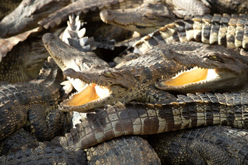 Asia crocodile is opening mouth sunbathe in crocodile farm Thailand Zoo.