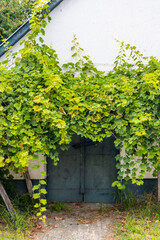 cellar lane in Hajos, Kalocsa County, Southern Great Plain Region, Hungary