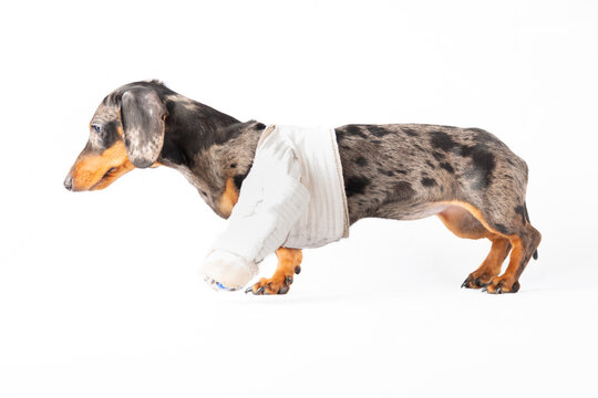 Chiot teckel avec une patte cass&eacute;e sur un fond blanc