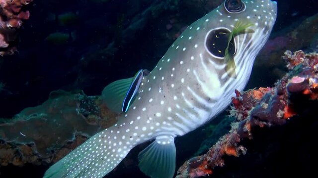 
White-Spotted Puffer Fish (Arothron hispidus) and Cleaner Wrasse - Philippines