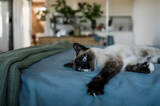 Amazing Cat with blue eyes relaxing on bed