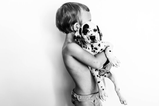 dalmation
