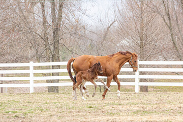 Naklejka na ściany i meble A chestnut Thoroughbred mare trotting in a pasture with her new bay foal who is prancing.
