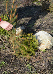 Thuja care in spring: A gardener is shading a small thuja, arborvitae to protect thuja needles from...