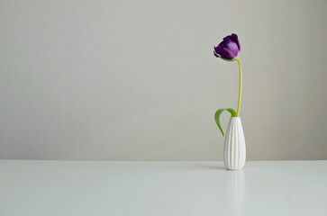 Purple flower in a vase on a white background, copy space. Interior mock up.