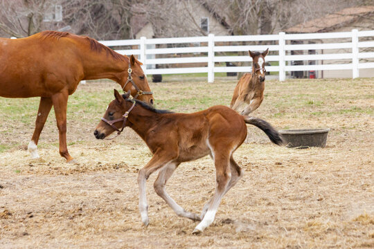 A chestnut Thoroughbred mare with two young foals racing around her in a pasture with a white board fence.