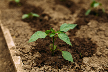 Organic paprika growing up in the greenhouse