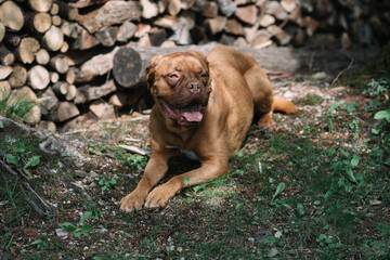 Brown American Bulldog Sitting Outdoors