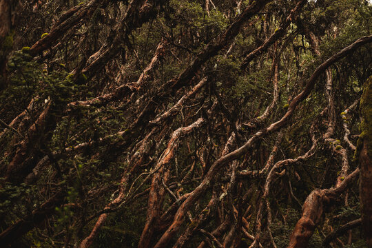 Dense and mysterious forest