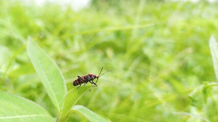 fly on green leaf