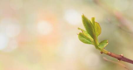 Green leaf on tree branch in early springtime macro on blurred bacground