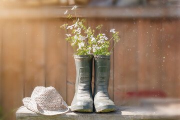 Garden rubber retro boots are adapted as a vase for flowers on a sunny summer day. Conceptual.