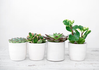Fototapeta premium Bright green live textural house plants in trendy designer pots in the interior.Indoor home succulent plant as an air purifier in a room with plants, natural light.