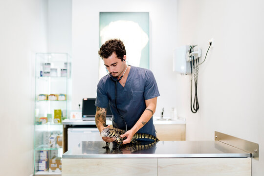 Portrait of Male Veterinarian Examining Reptile