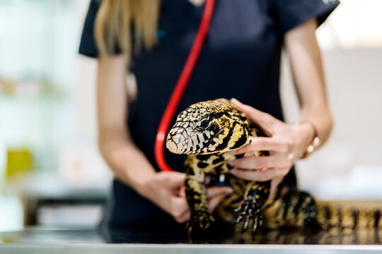 Portrait of Female Veterinarian Examining Reptile