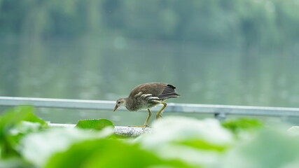One bird walking along the pond in the rainy day