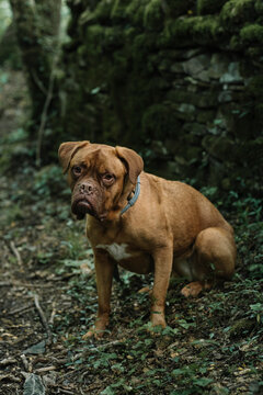 Brown American Bulldog Sitting Outdoors