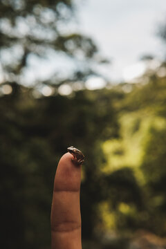 tiny frog in a finger