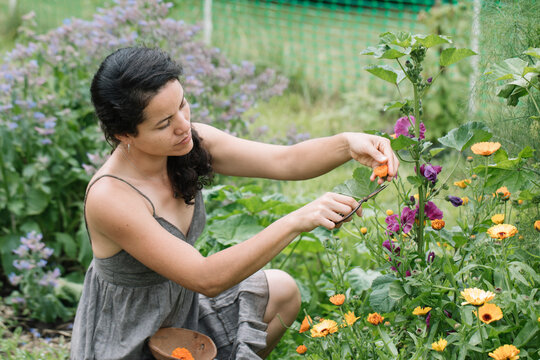 Beautiful Young Woman Picking Wildflowers In The Garden
