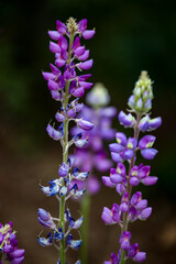 Purple lupine flowers in the field