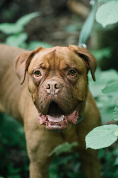 Brown American Bulldog Sitting Outdoors Among The Foliage