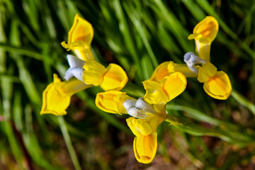 Fototapeta na wymiar Yellow iris flowers in the field