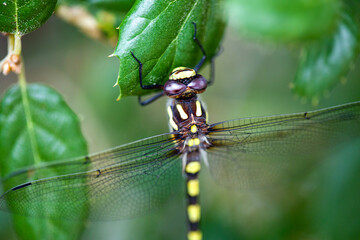 Yellow Dragonfly