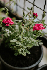 pink rose in the garden