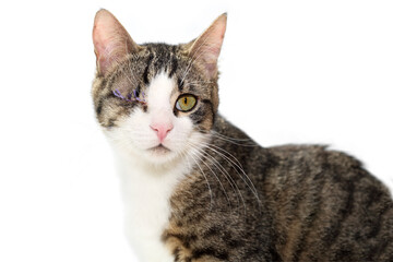Close portrait of a grey white tabby cat after enucleation (eye removal surgery), still with the surgical stitches. Adorable one eyed kitty, isolated on white. Veterinary concept.