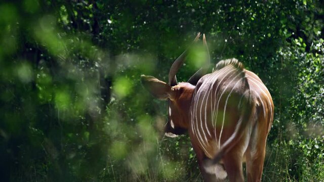 Bongo antelope walking through forested area on bright summer day - from behind