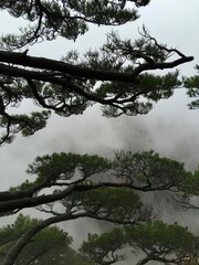 China Mount HuangShan - April, 2015: Natural scenery, sunsets, peculiarly-shaped granite peaks, Huangshan pine trees and views of the clouds from above. Photo taken in Yellow Mountain (UNESCO).