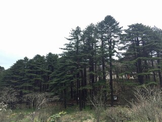 China Mount HuangShan - April, 2015: Natural scenery, sunsets, peculiarly-shaped granite peaks, Huangshan pine trees and views of the clouds from above. Photo taken in Yellow Mountain (UNESCO).