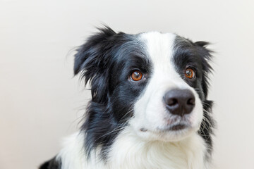 Fototapeta na wymiar Funny studio portrait of cute smiling puppy dog border collie isolated on white background. New lovely member of family little dog gazing and waiting for reward. Pet care and animals concept.