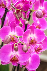 Fototapeta na wymiar Bright pink exotic orchid flowers