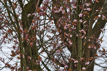 Pink cherry blossem in march 2021 the Nertherlands