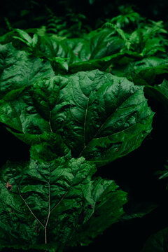 Close Up Shot Of A Plant In The Forest