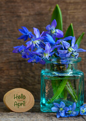 Hello April greeting card with first spring flowers bouquet in a glass vase. Blue Scilla flowers (Scilla siberica,Squill) on old wooden background.